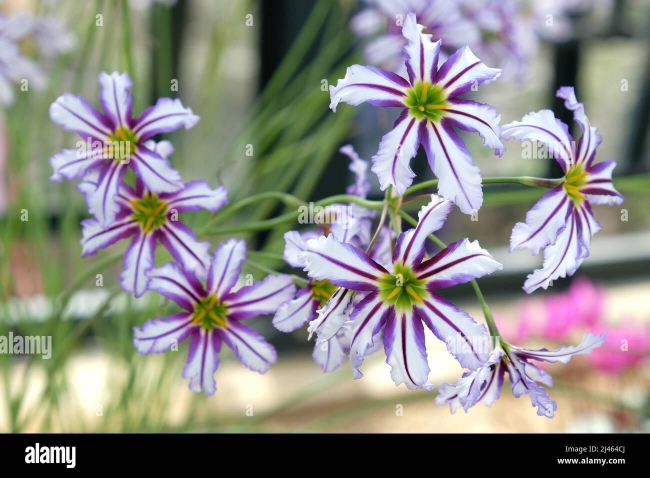 Leucocoryne vittata or sun lily,  in flower Stock Photo