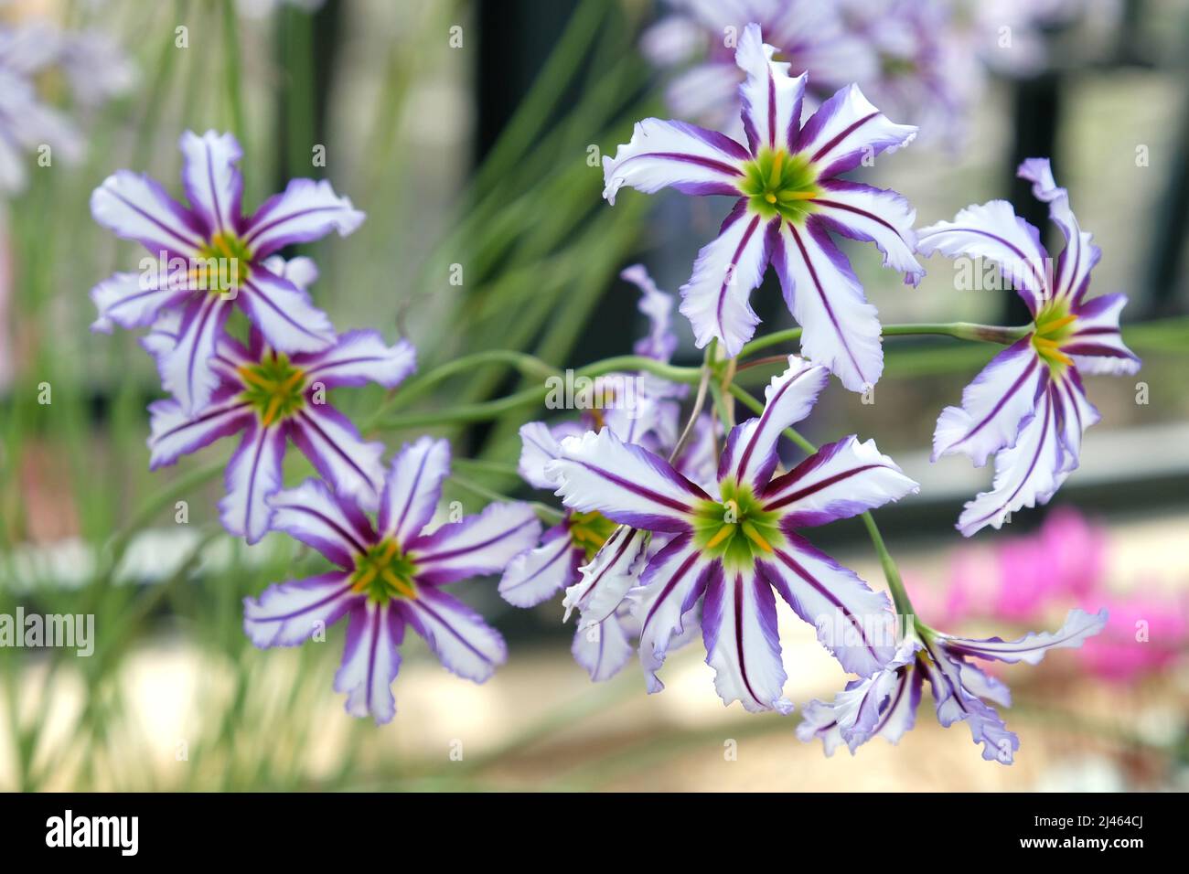 Leucocoryne Vittata Or Sun Lily In Flower Stock Photo Alamy