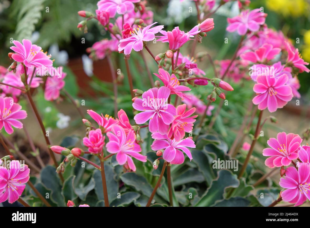 Pink Lewisia cotyledon in flower Stock Photo