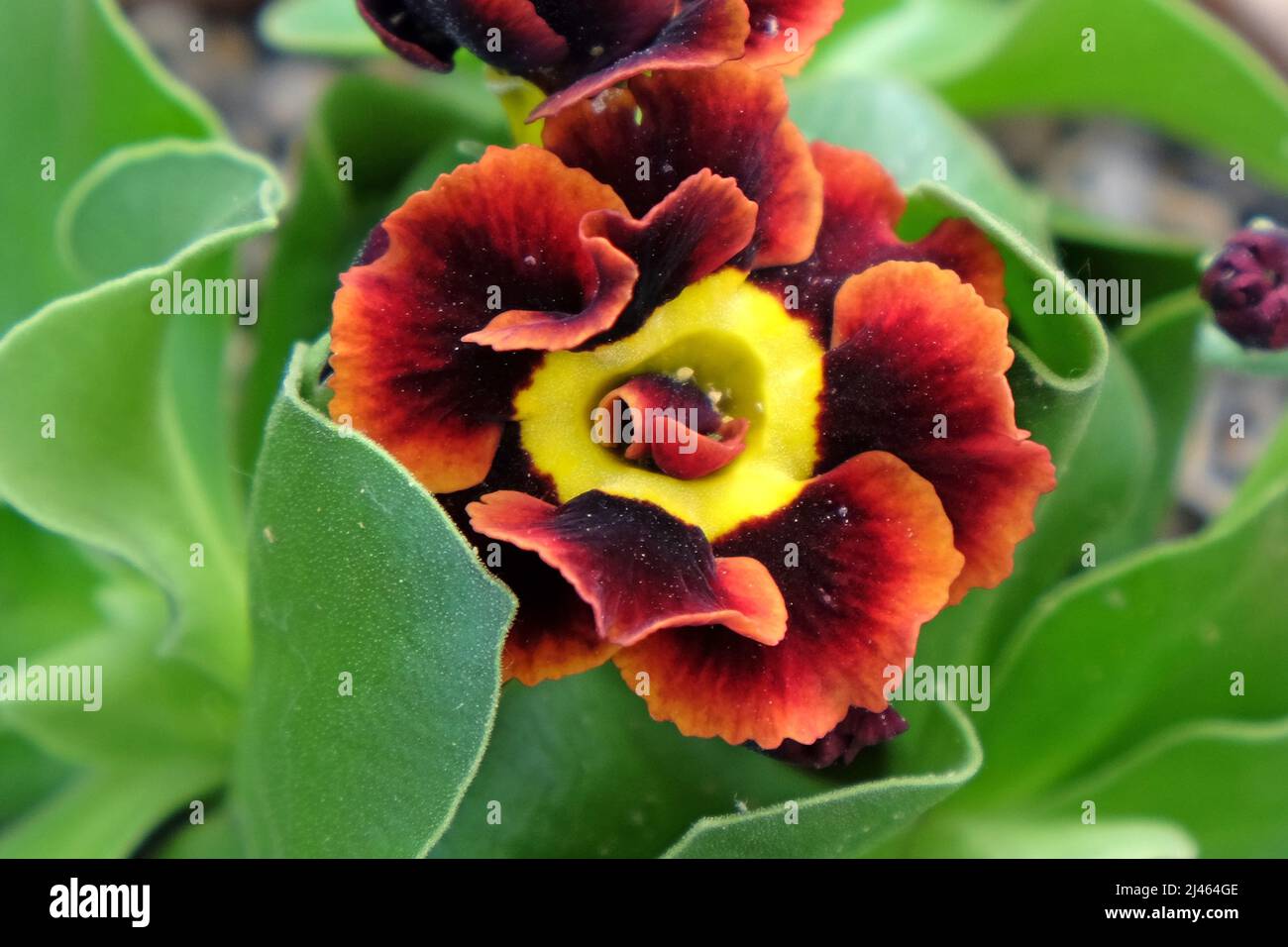 Primula Alpine Auricula 'Bilbo Baggins' in flower Stock Photo