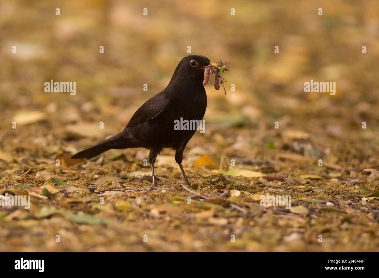 Male Common Blackbird or Eurasian Blackbird (Turdus merula) This bird is found throughout Europe and the near east and feeds on a variety of foods, in Stock Photo
