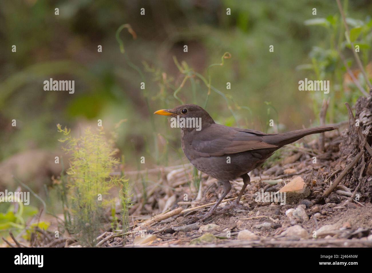 Female Common Blackbird or Eurasian Blackbird (Turdus merula) This bird is found throughout Europe and the near east and feeds on a variety of foods, Stock Photo