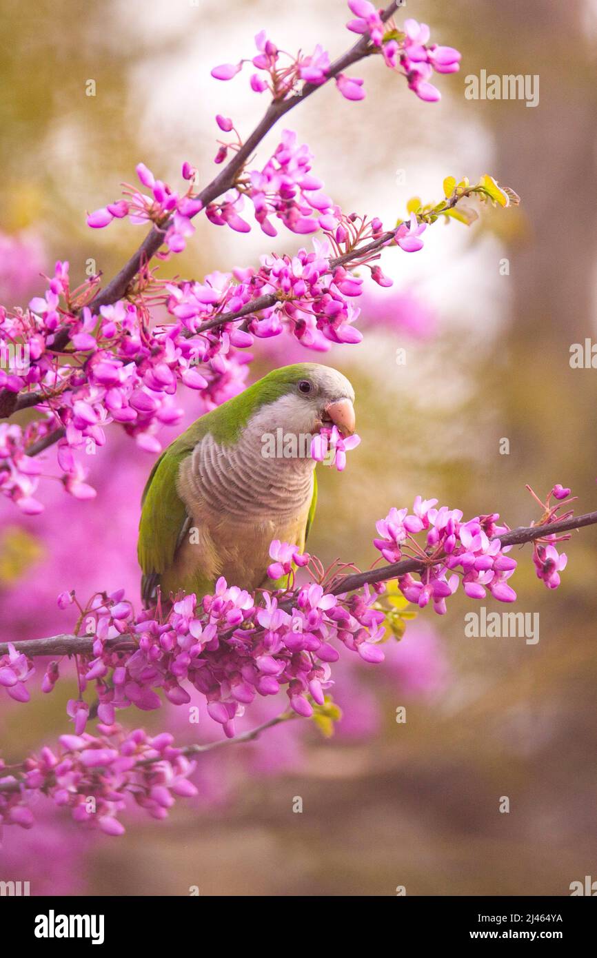 Monk Parakeet, amongst the mauve flowers of a Judas-treealso (Cercis siliquastrum) This feral bird known as the Quaker Parrot, (Myiopsitta monachus) O Stock Photo