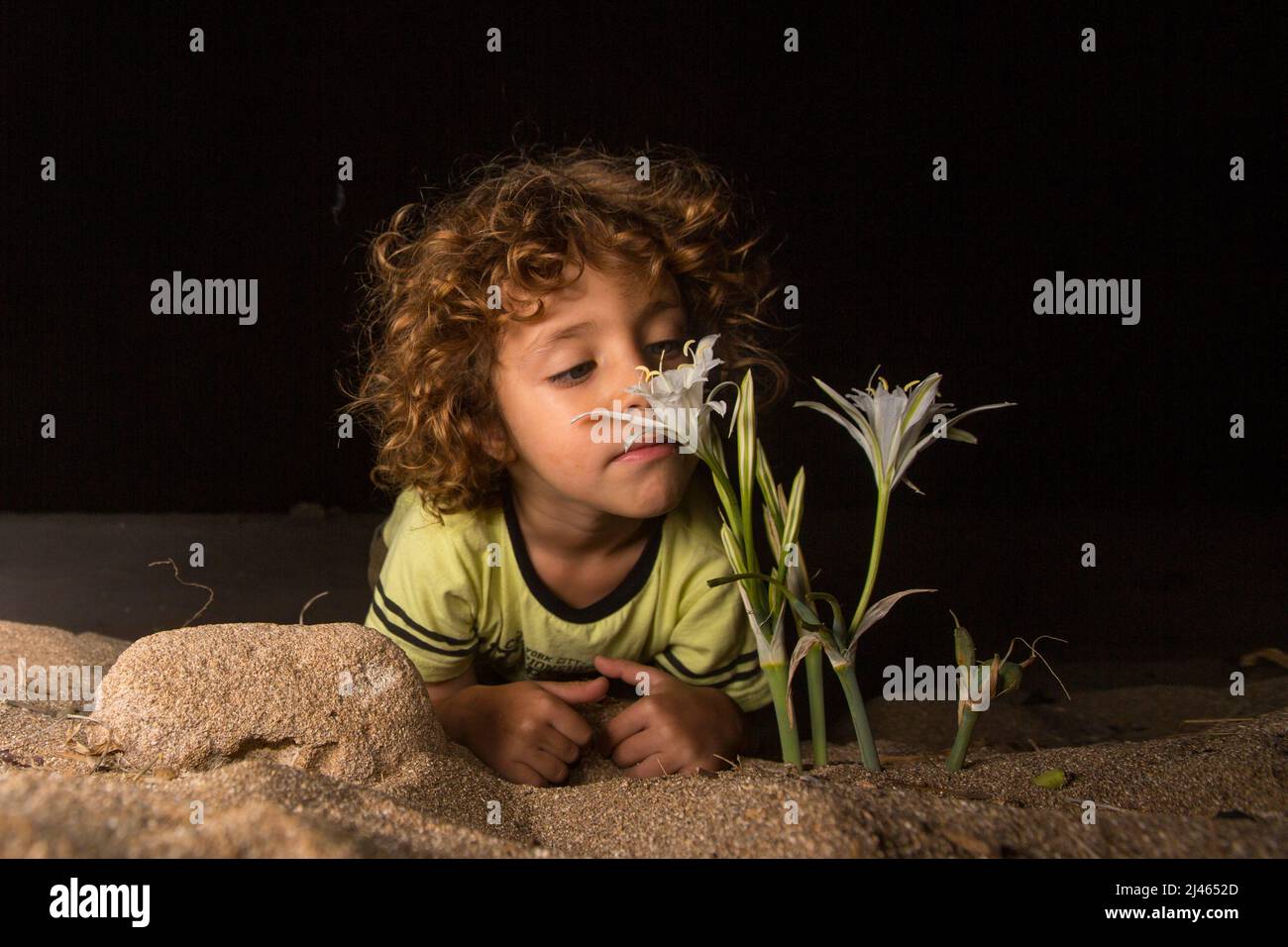 A young child is smelling a sea daffodil, sea pancratium lily (pancratium maritimum) on the mediterranean coast, israel in October at night Stock Photo