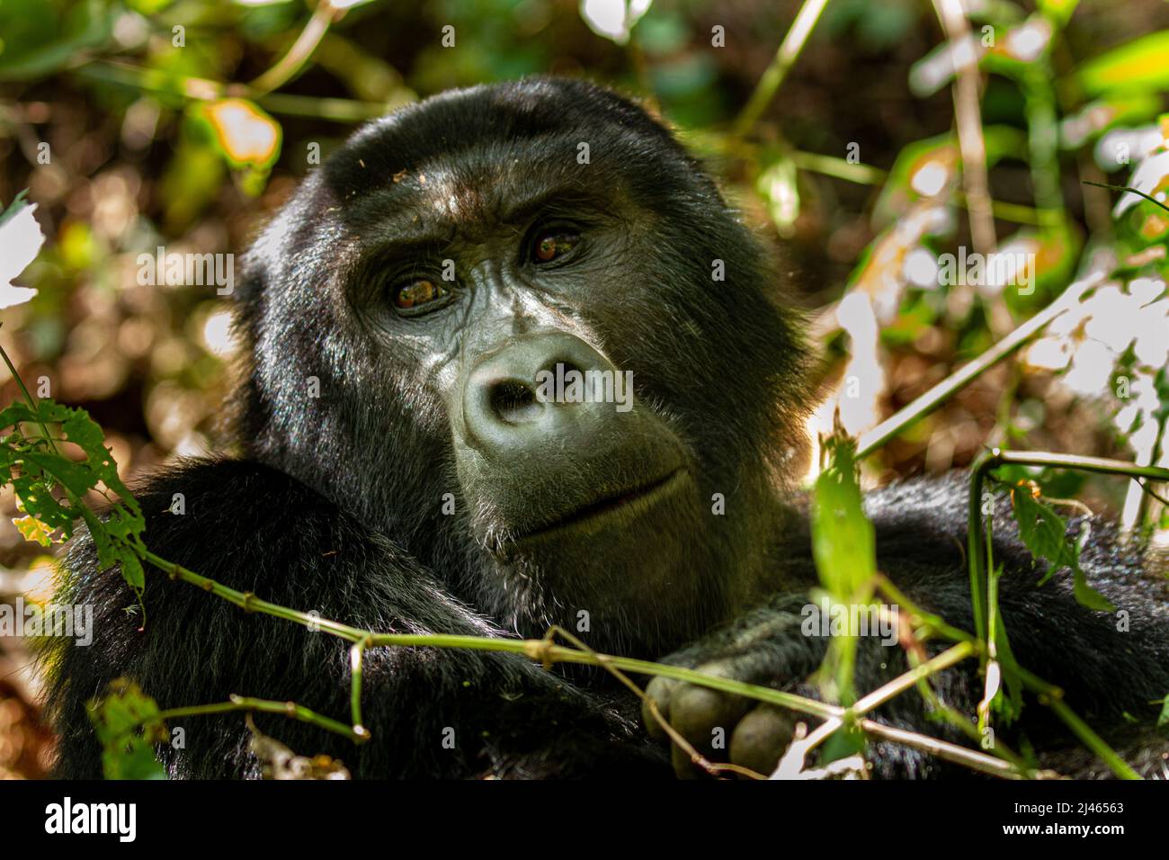 Mountain gorilla (Gorilla beringei beringei) Photographed at The Bwindi Impenetrable National Park (BINP) in southwestern Uganda, The eastern gorilla Stock Photo