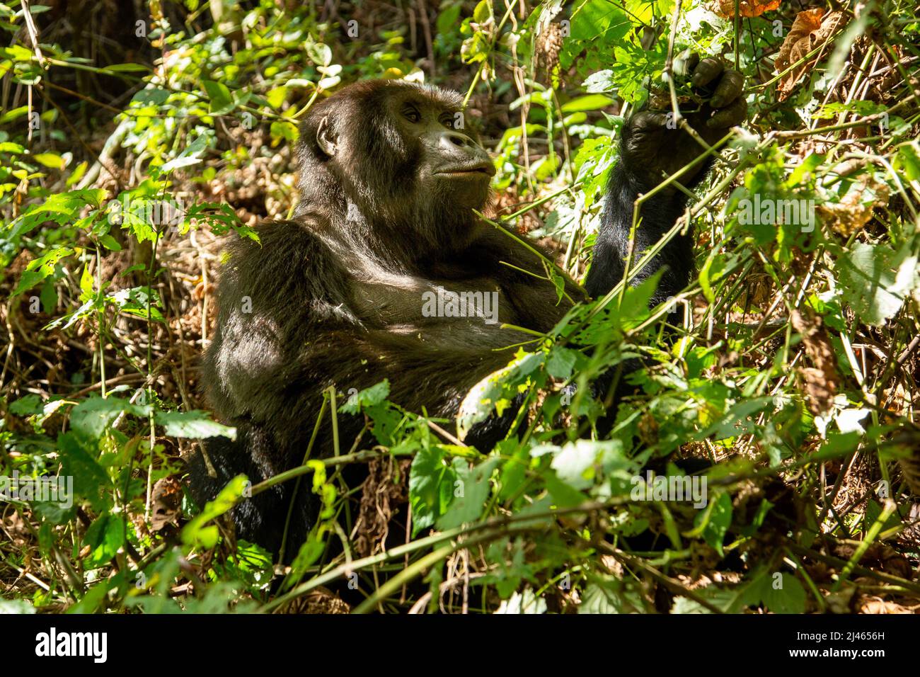 A troop of Mountain gorillas (Gorilla beringei beringei) Photographed at The Bwindi Impenetrable National Park (BINP) in southwestern Uganda, The east Stock Photo