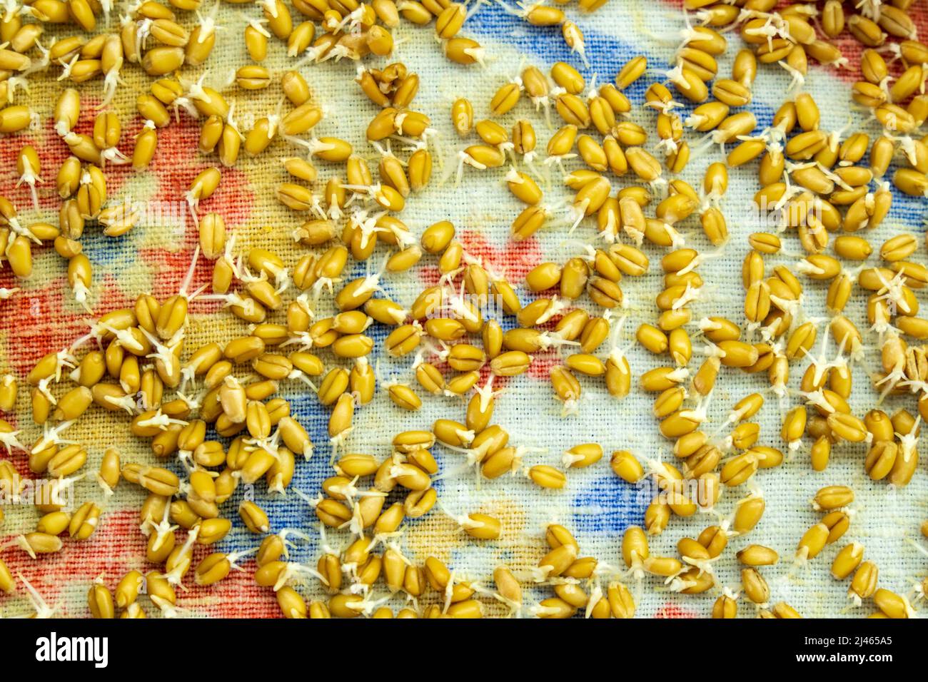Wheat germs. Germinated grains of wheat, healthy food Stock Photo Alamy