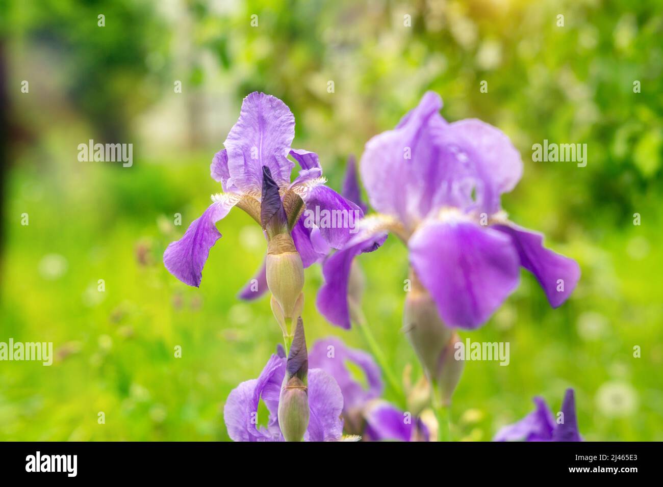 Purple irises flowers. Closeup of an iris flower on a blurry green