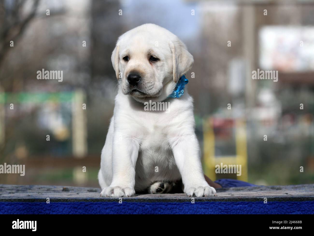 a yellow labrador puppy on the blue background portrait Stock Photo - Alamy