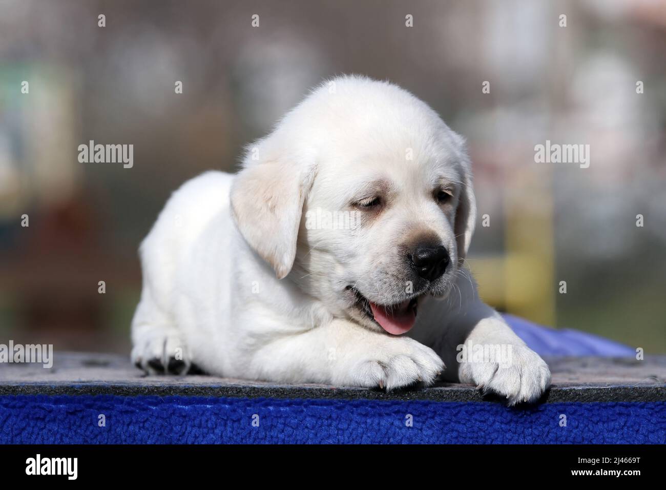 sweet nice yellow labrador puppy on the blue background portrait Stock ...