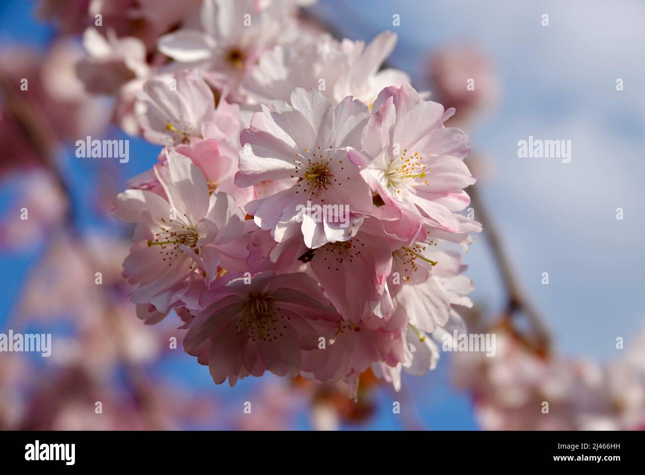 Japanese cherry blossoms close up hi-res stock photography and images ...