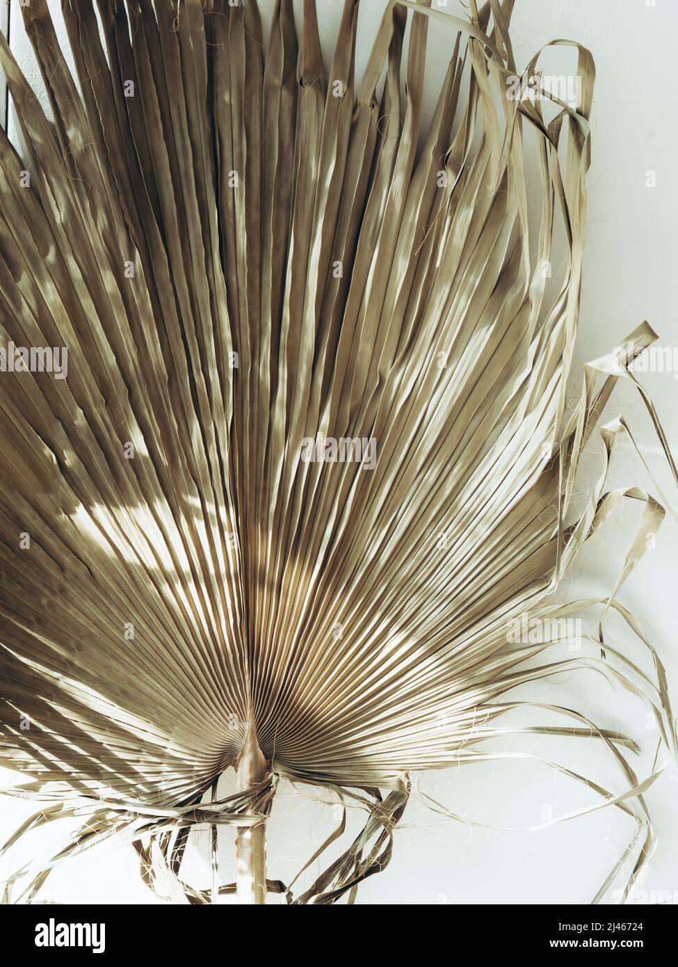 Dry palm leaves background. Close up of dried fan shaped tropical palm tree leafs in sunlight. Natural background Stock Photo