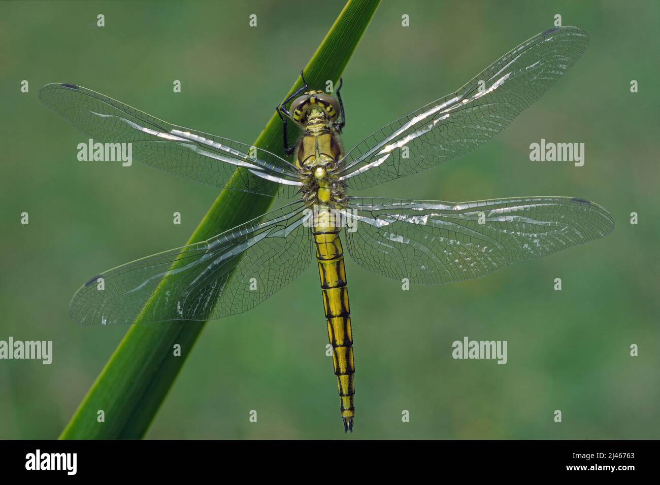 Immature female of black-tailed skimmer dragonfly, Orthetrum cancellatum, Libellulidae Stock Photo