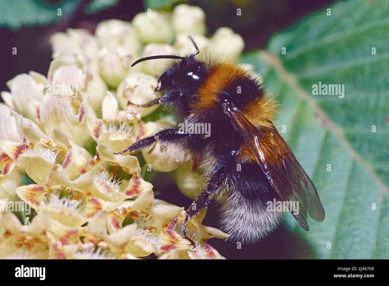 bumblebee feeds of the nectar of a flowering plant, Bombus terrestris, Apidae Stock Photo