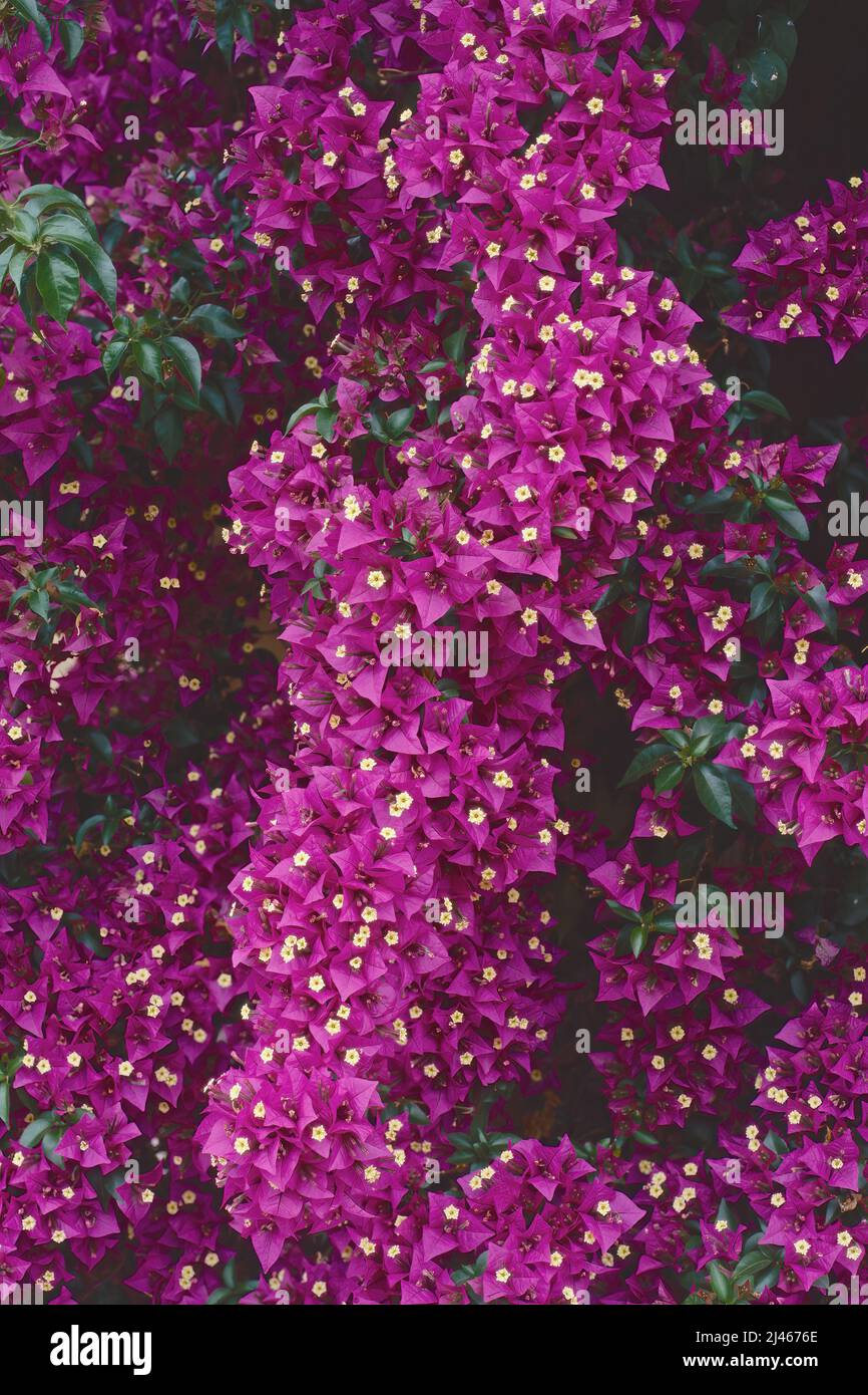 detail of a large shrub of great bouganvillea in blooming, Bougainvillea spectabilis, Nyctaginaceae Stock Photo