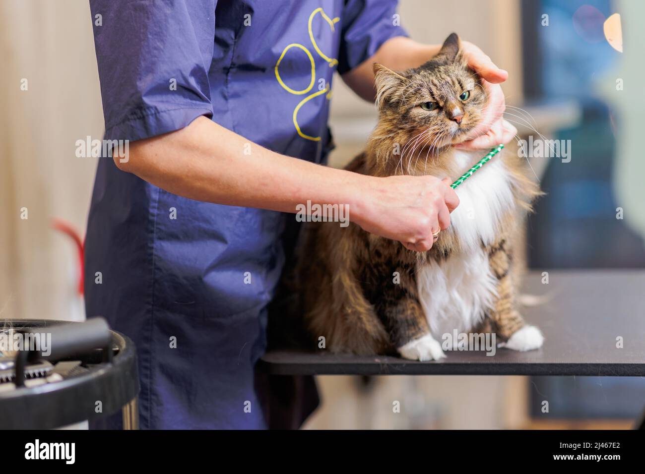 groomer using a comb brush the Maine Coon cat Stock Photo Alamy
