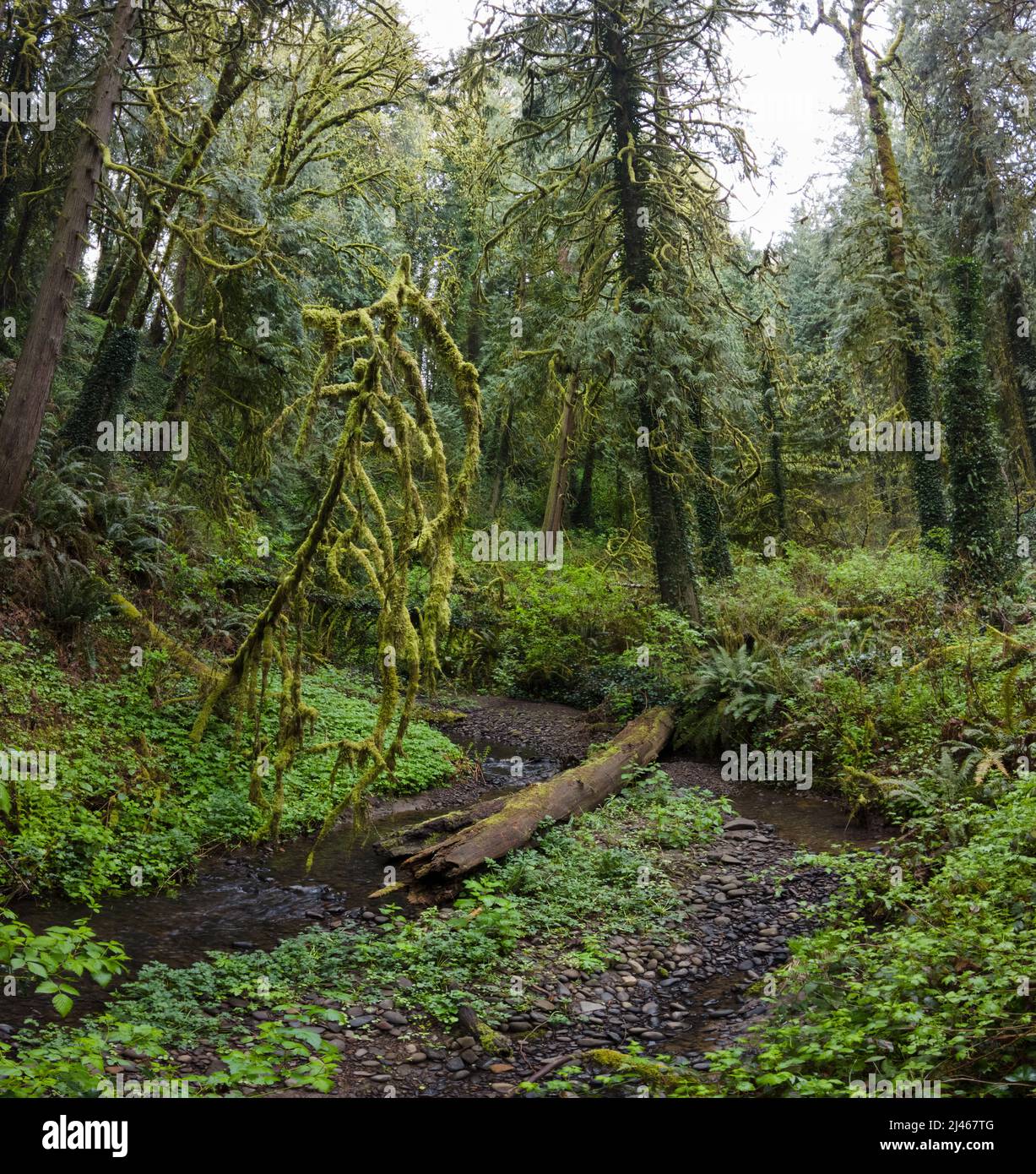 A tangle of trees and understory vegetation thrives in Tryon State Park, Lake Oswego, Oregon. The Pacific Northwest is home to spectacular forests. Stock Photo