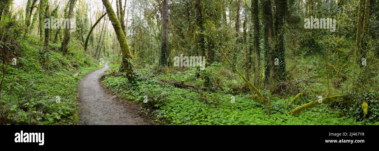 A tangle of trees and understory vegetation thrives in Tryon State Park, Lake Oswego, Oregon. The Pacific Northwest is home to spectacular forests. Stock Photo