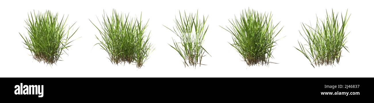 Set of grass bushes isolated on white. Creeping Bentgrass. Agrostis stolonifera. 3D illustration Stock Photo