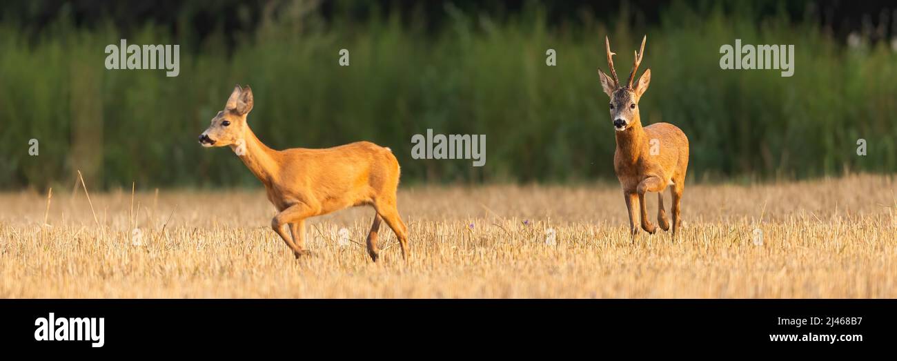 Male roe deer following female on a stubble field in rutting season ...
