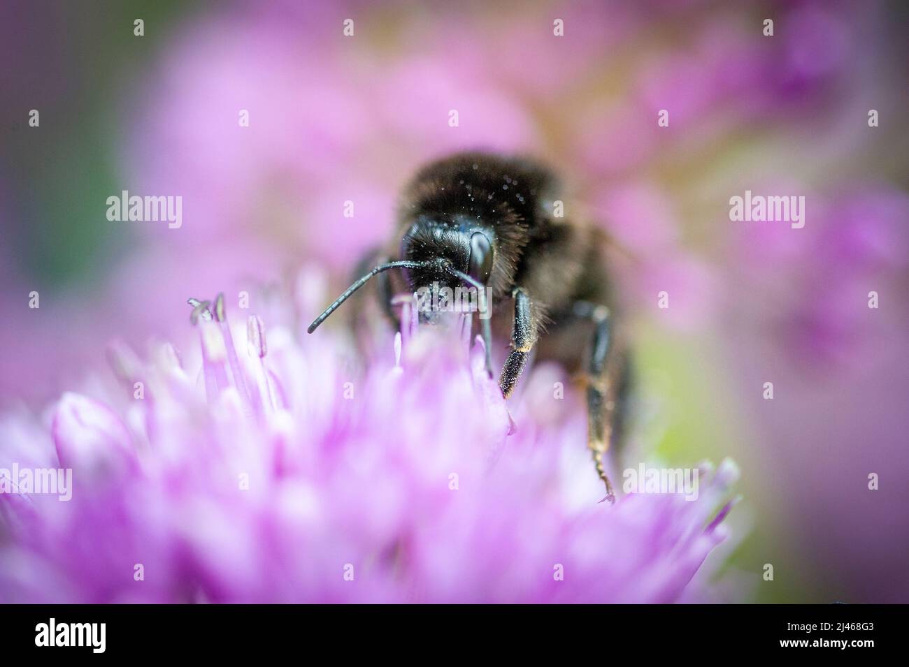Bee on allium, Boundary, Staffordshire, UK. Stock Photo