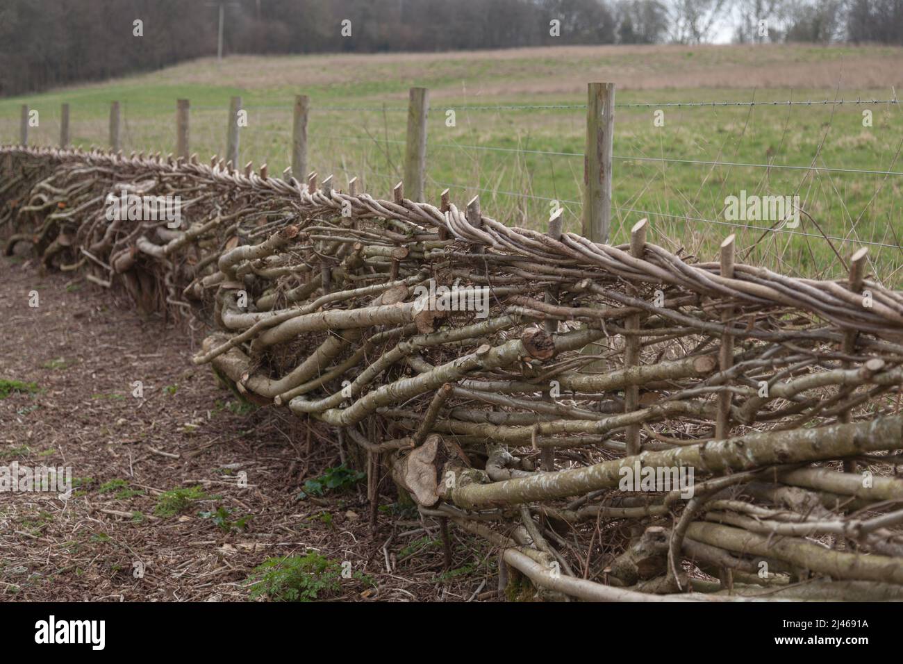 Hedge laying. Stock Photo