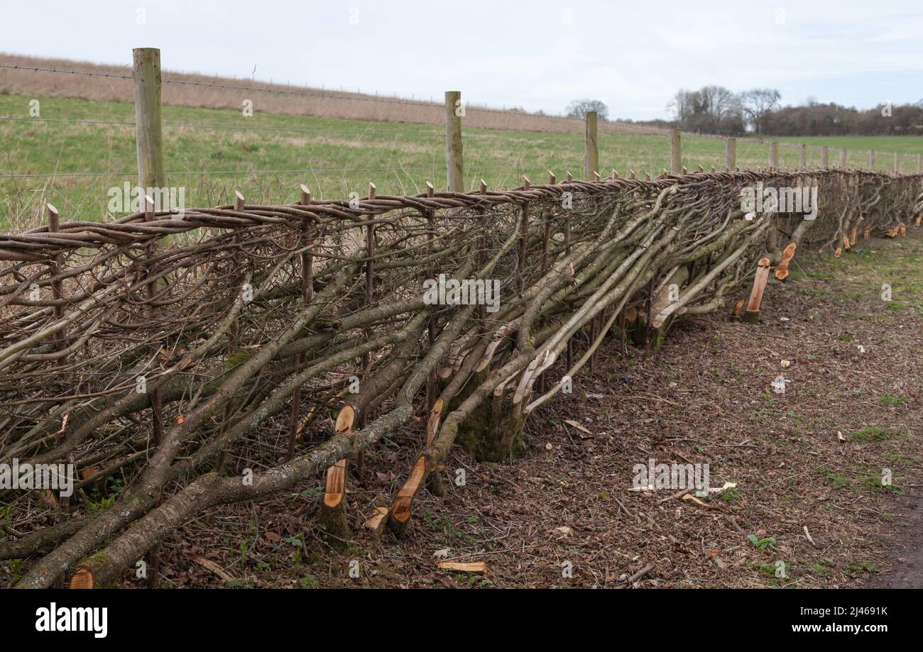 Hedge laying. Stock Photo