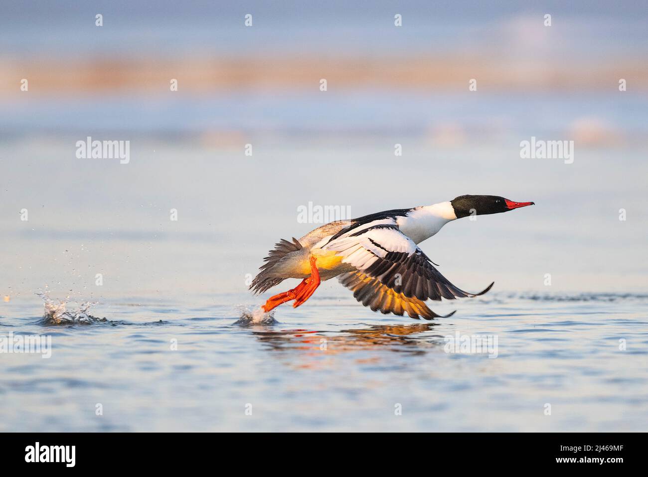 A male Common Merganser in the winter Stock Photo