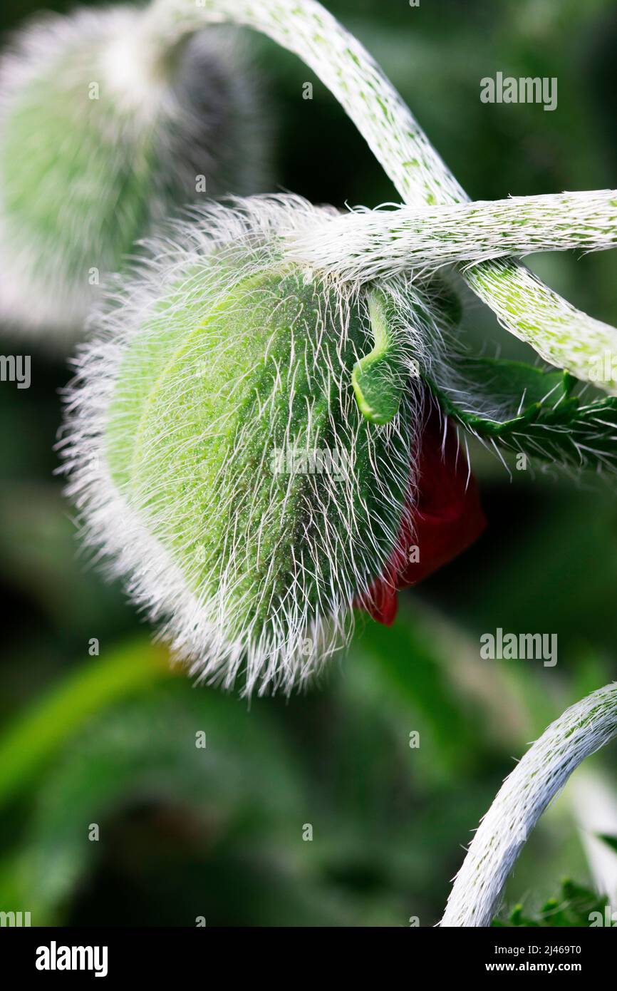 Opening buds of poppy flowers in a sunny meadow Stock Photo Alamy