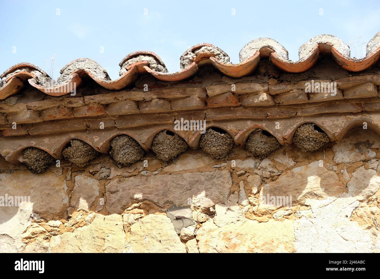 Horse martin nests beneath the eaves of a pantiled roof of a house in Venialbo, Castile and León, Spain Stock Photo