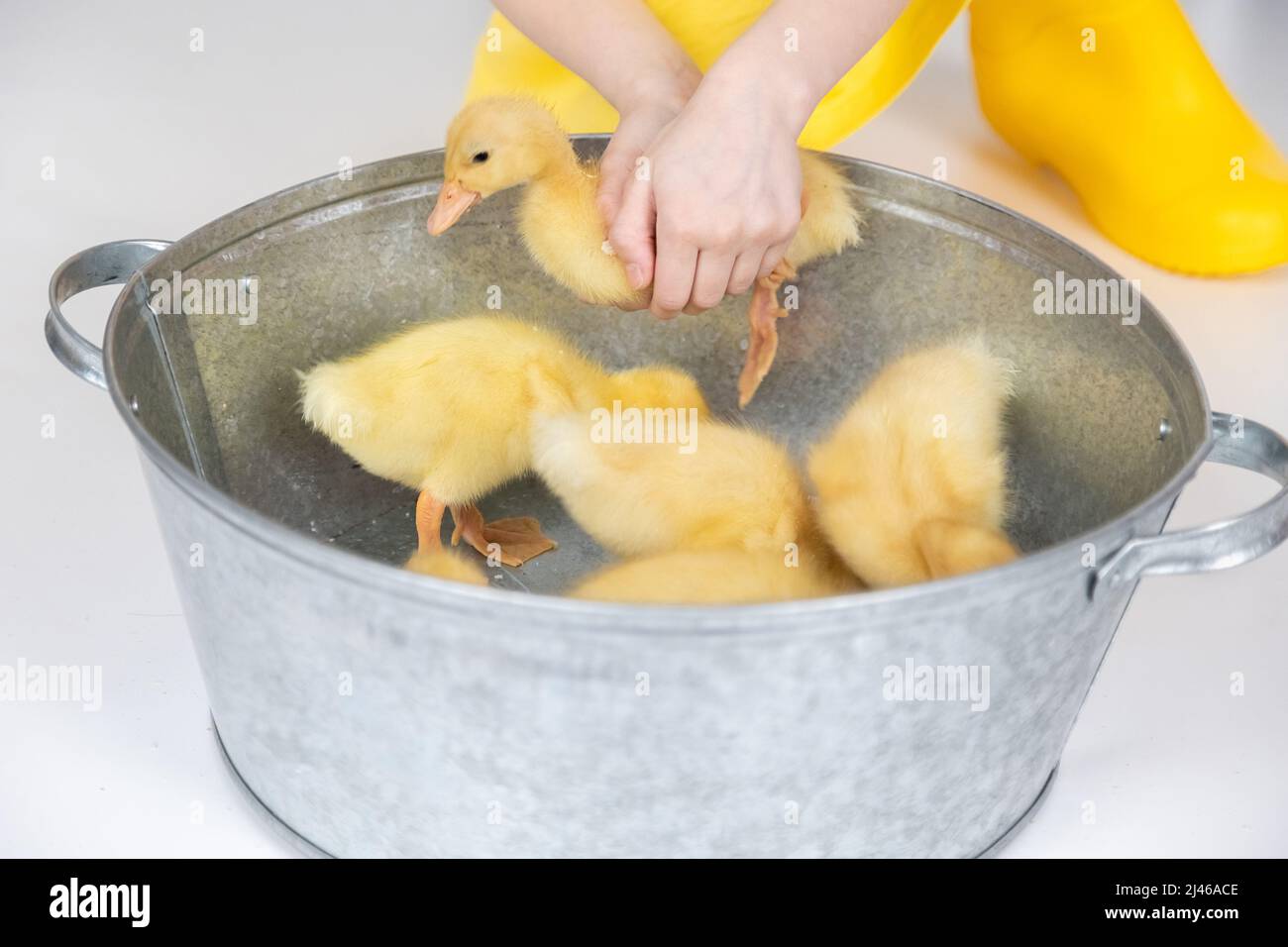Small yellow fluffy ducklings in a metal bowl on a white background in studio Stock Photo