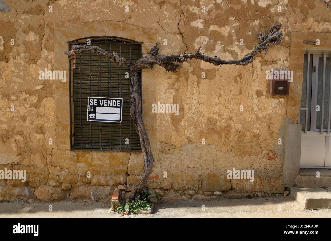 Vine on the wall of a house for sale in Venialbo, Zamora, Castile and León, Spain Stock Photo