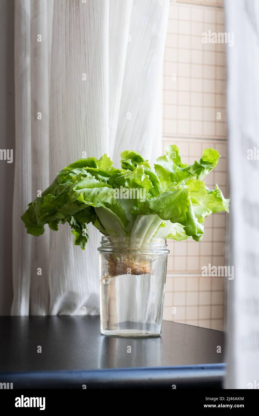 Growing green lettuce in glass with water from scraps on kitchen table. Organic lettuce for salad, healthy food. Stock Photo