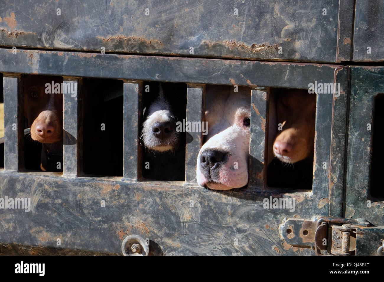 Hunting dogs locked in truck transport cages during a wild boar hunting meeting in Guadalcanal, Andalucia, Spain Stock Photo