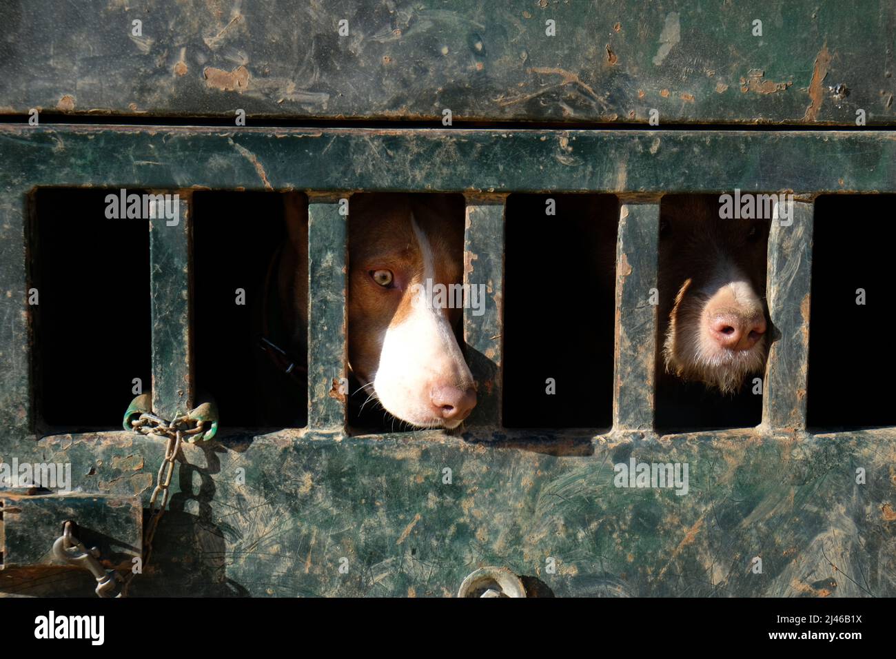 Animal Transport Cage Hi-res Stock Photography And Images - Alamy