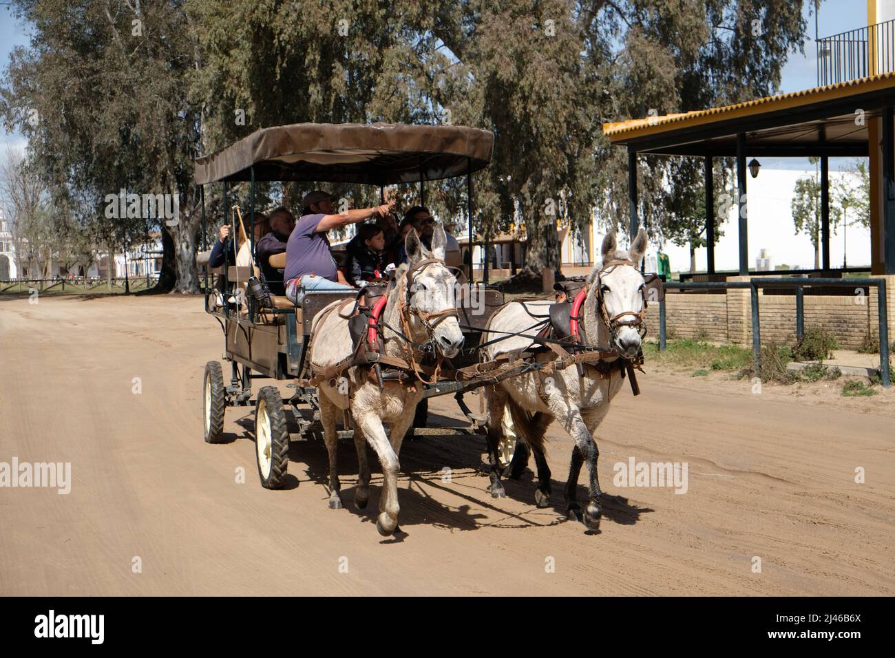 A pair of white mules pull a sightseeing tourist carriage throught the sandy streets of El Rocio in Andalucia, Spain Stock Photo