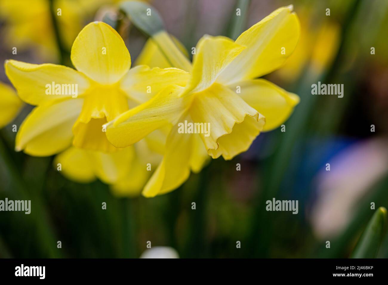 Narcissus 'Hillstar' AGM Daffodil Div 7 Jonquilla Stock Photo