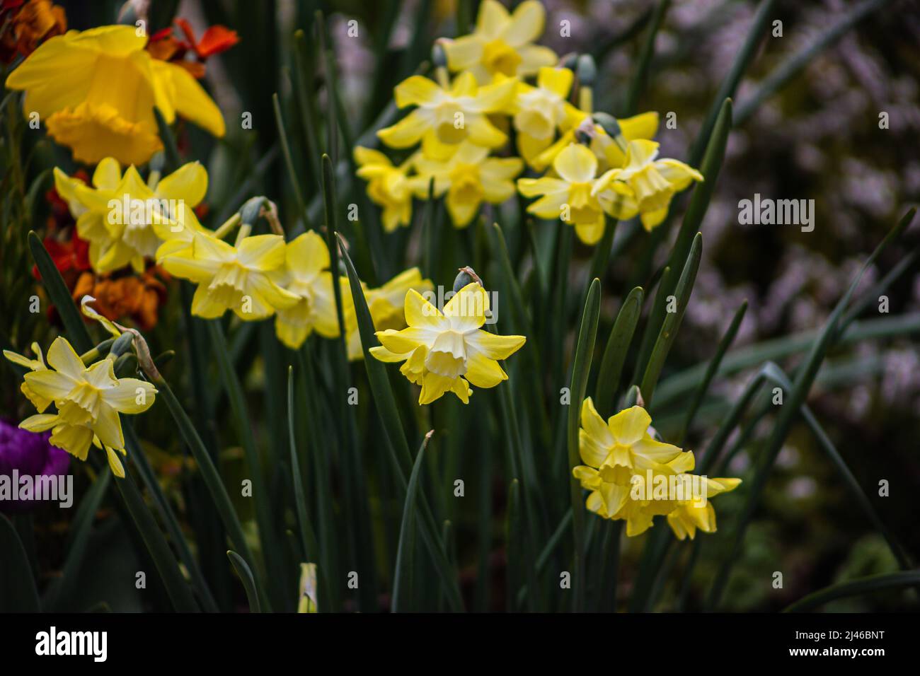 Narcissus 'Hillstar' AGM Daffodil Div 7 Jonquilla Stock Photo Alamy
