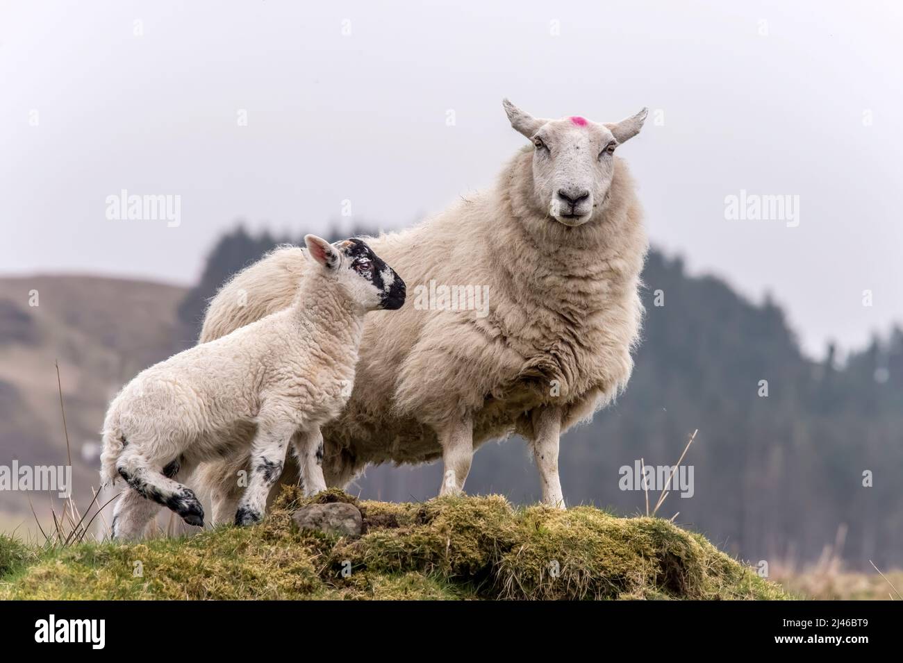 Sheep ewe and lamb on the grass, close up, in Scotland in summer time Stock Photo