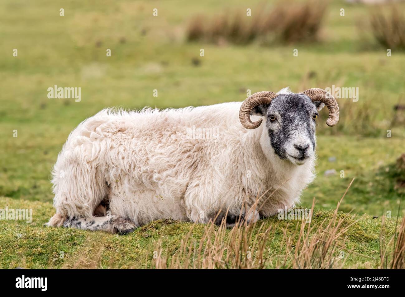 Black faced Sheep lying on the grass, close up, in Scotland in summer time Stock Photo