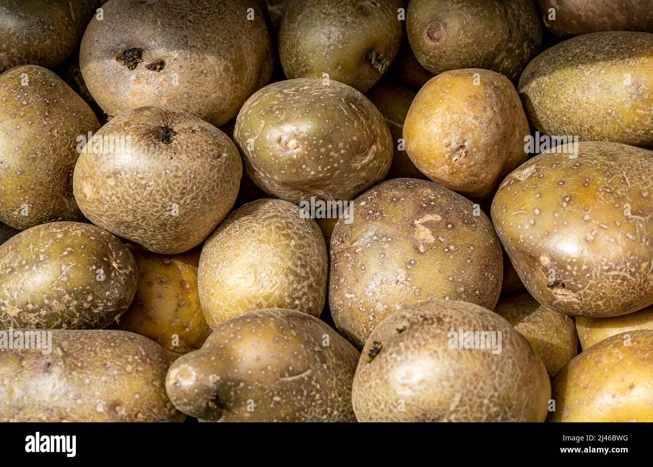 Epsom Surrey London UK April 12 2022, Pile Of Fresh Raw Uncooked Potatoes Stock Photo