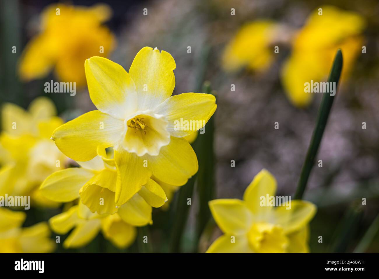 Narcissus 'Hillstar' AGM Daffodil Div 7 Jonquilla Stock Photo Alamy