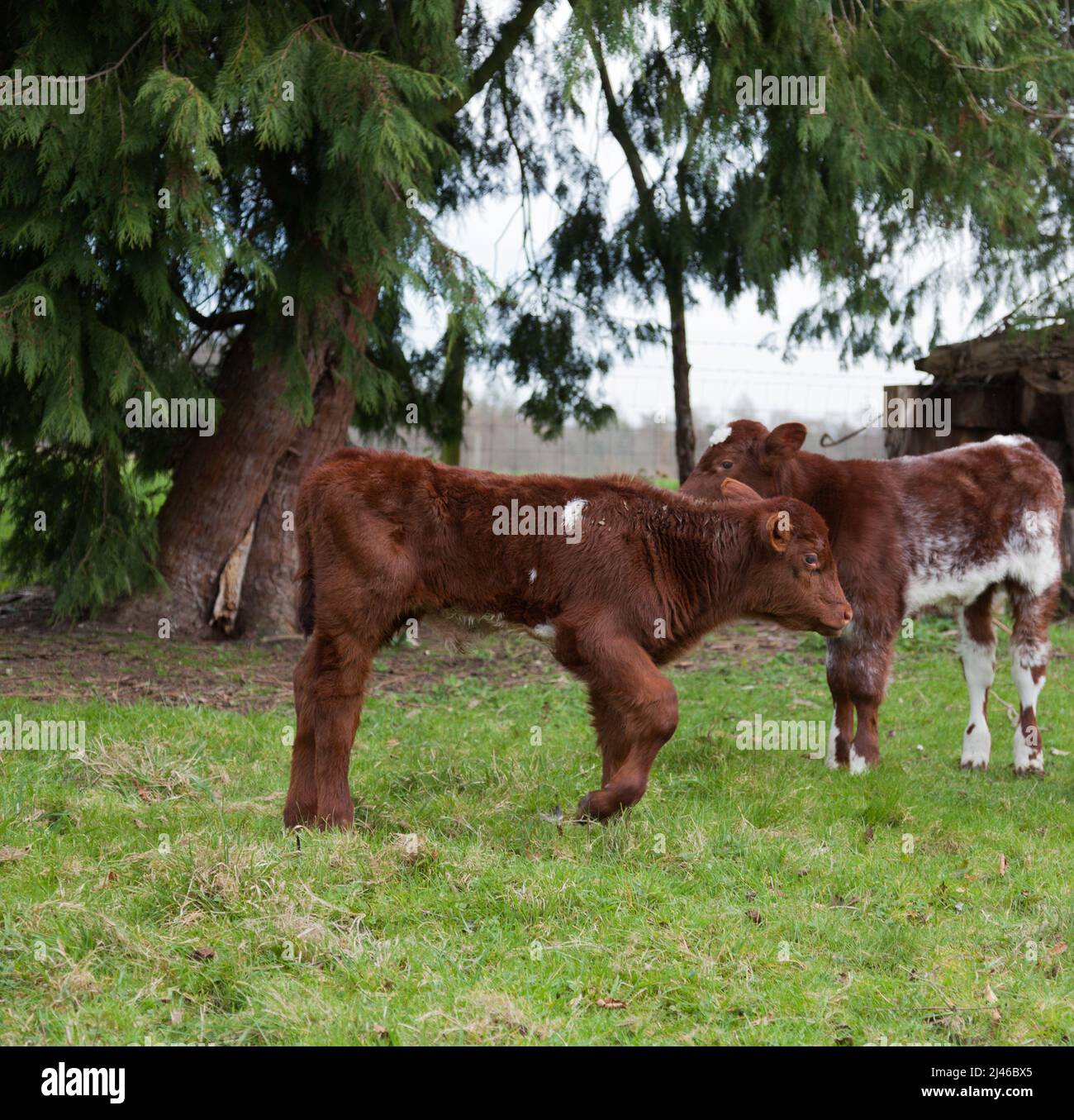 Cow and newborn calf. Stock Photo