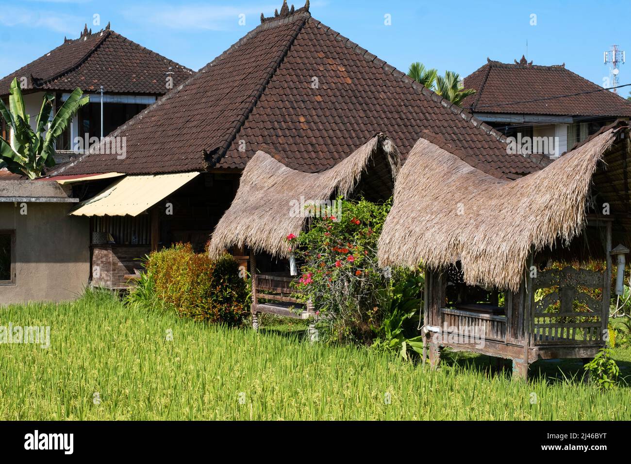 Several thatched roof huts in green field in Bali, Indonesia with blue sky background Stock Photo