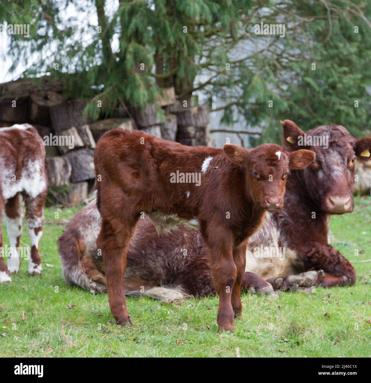 Cow and newborn calf. Stock Photo