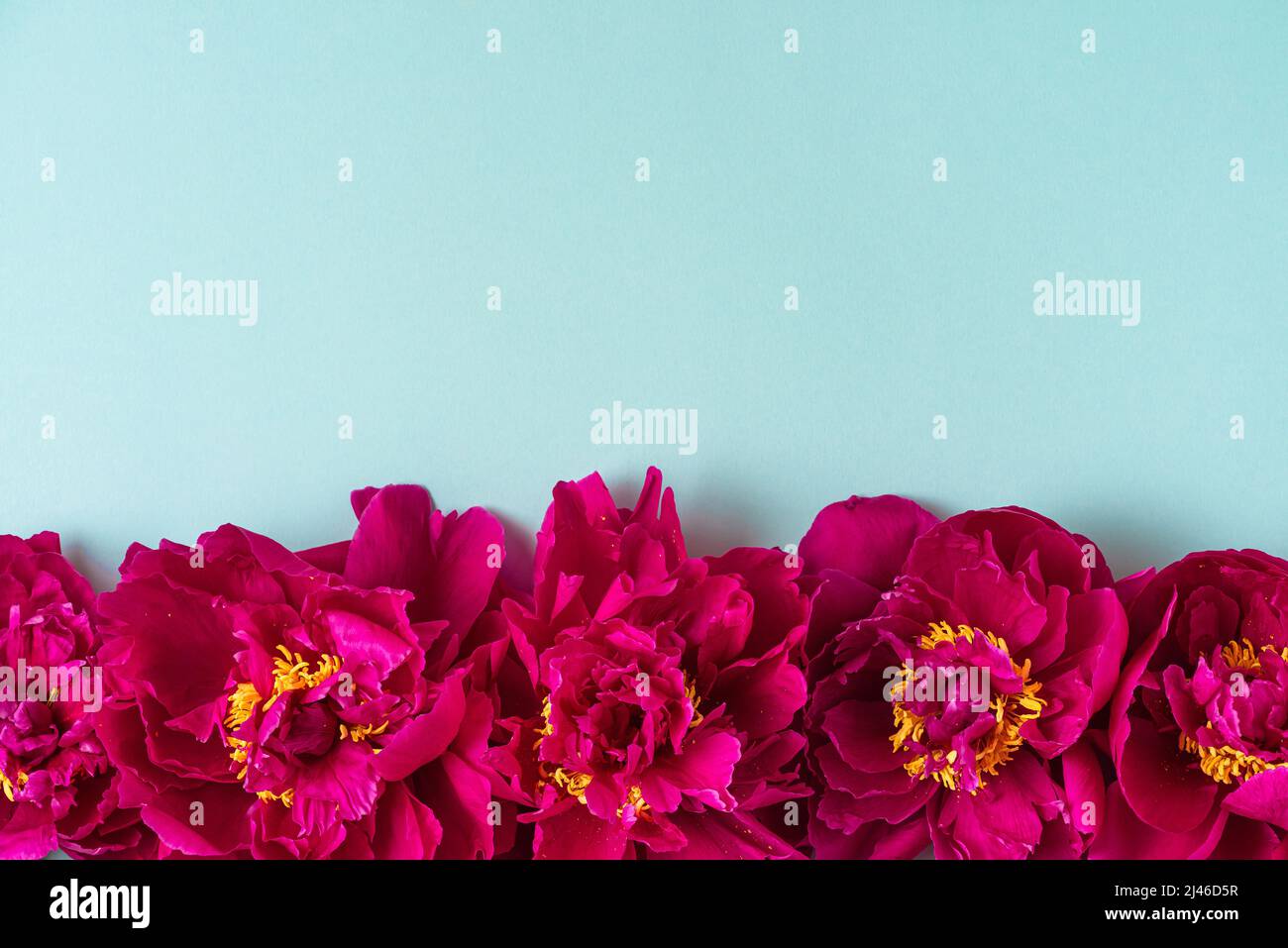 Flowers composition. Border made of pink peony flowers on blue background. Flat lay. top view with copy space Stock Photo