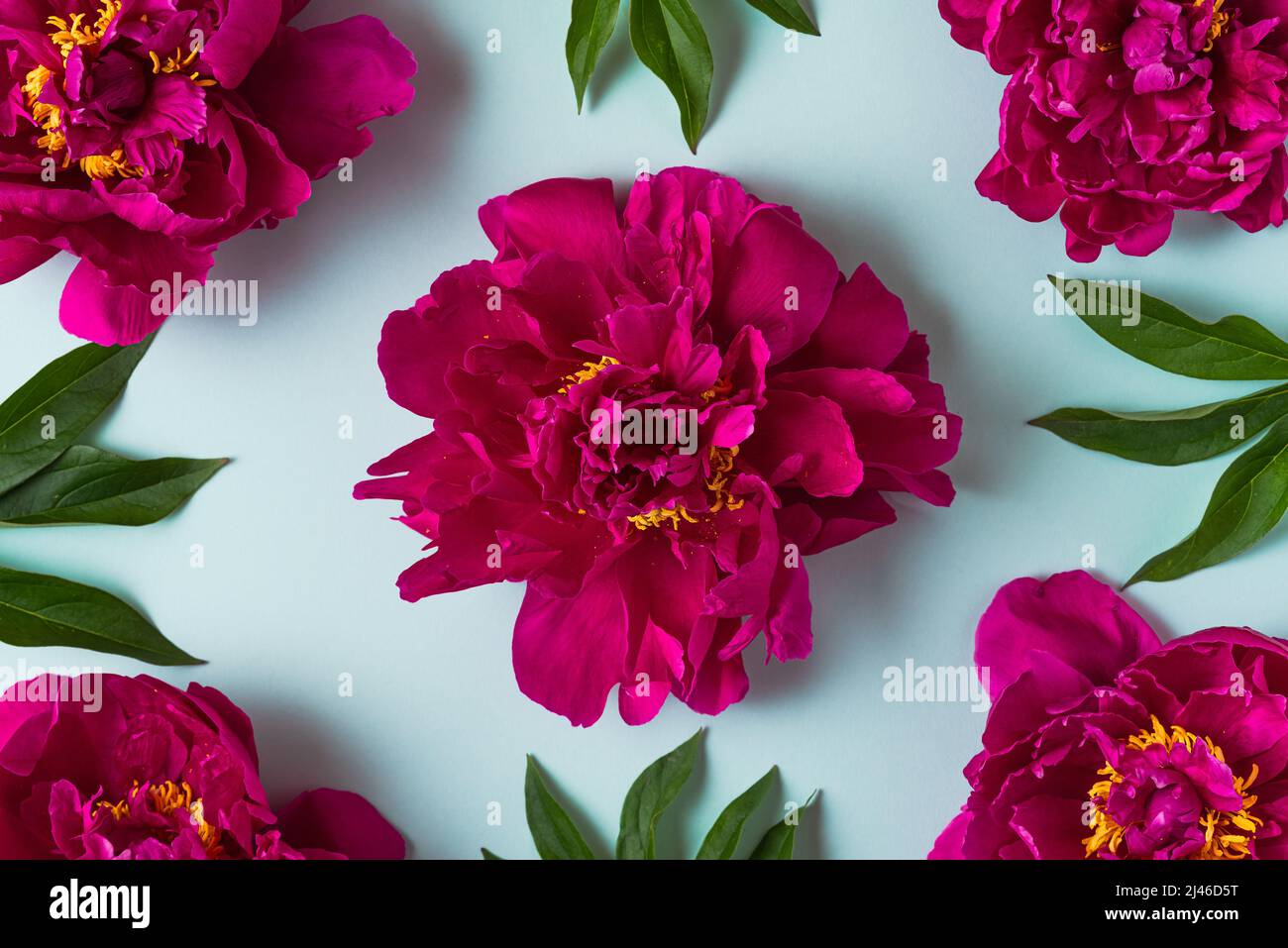 Flowers composition. Pink peony flowers pattern on blue background. Flat lay. Wedding or holiday concept. top view Stock Photo