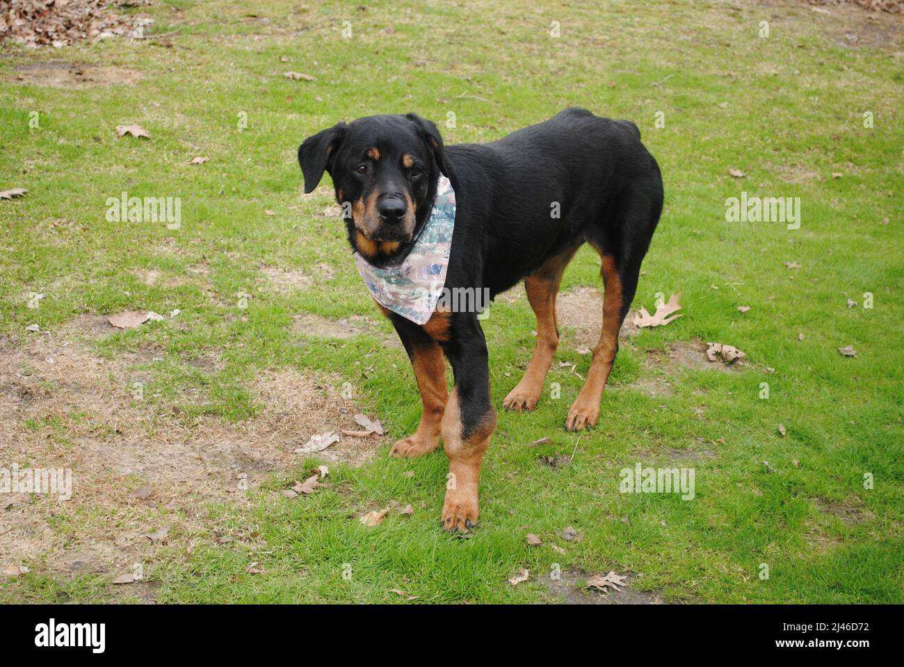 Old Rottweiler with a Large Cancerous Tumor on Her Front Leg Stock Photo