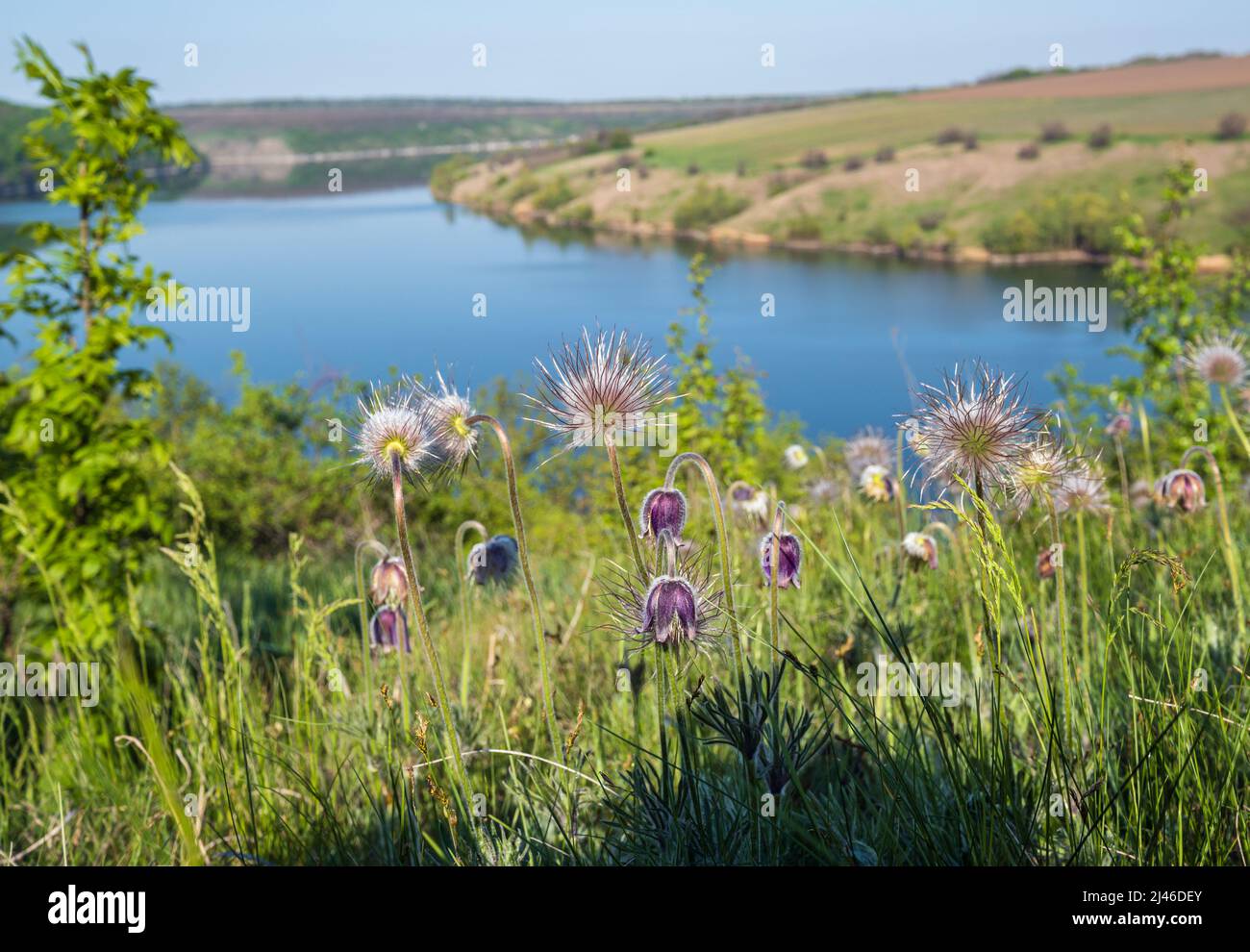 Amazing spring view on the Dnister River Canyon with Pulsatilla patens or Prairie Crocus or Pasque flower flowers. This place named Shyshkovi Gorby, Stock Photo