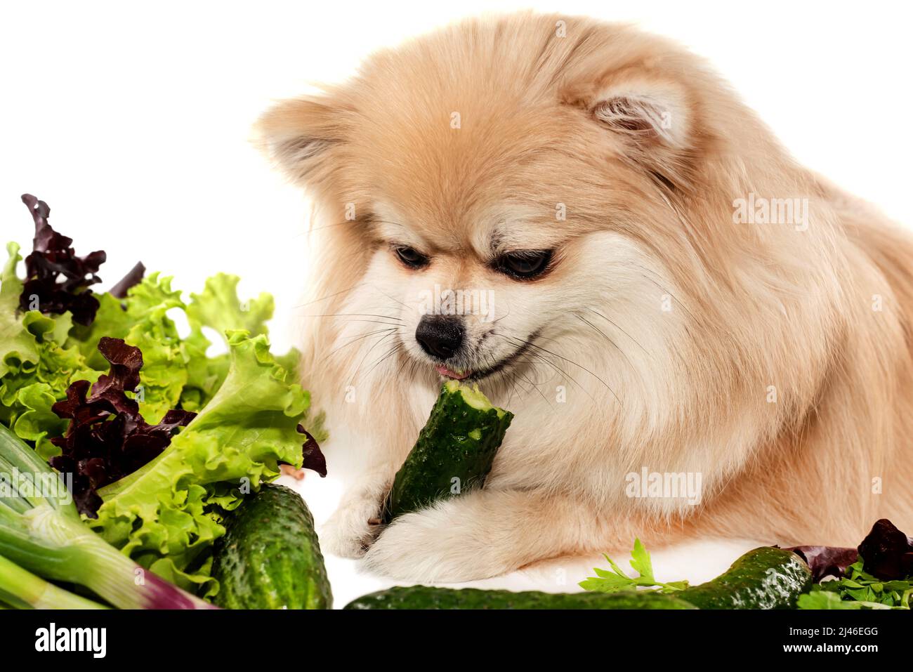 Feeding top dogs vegetables